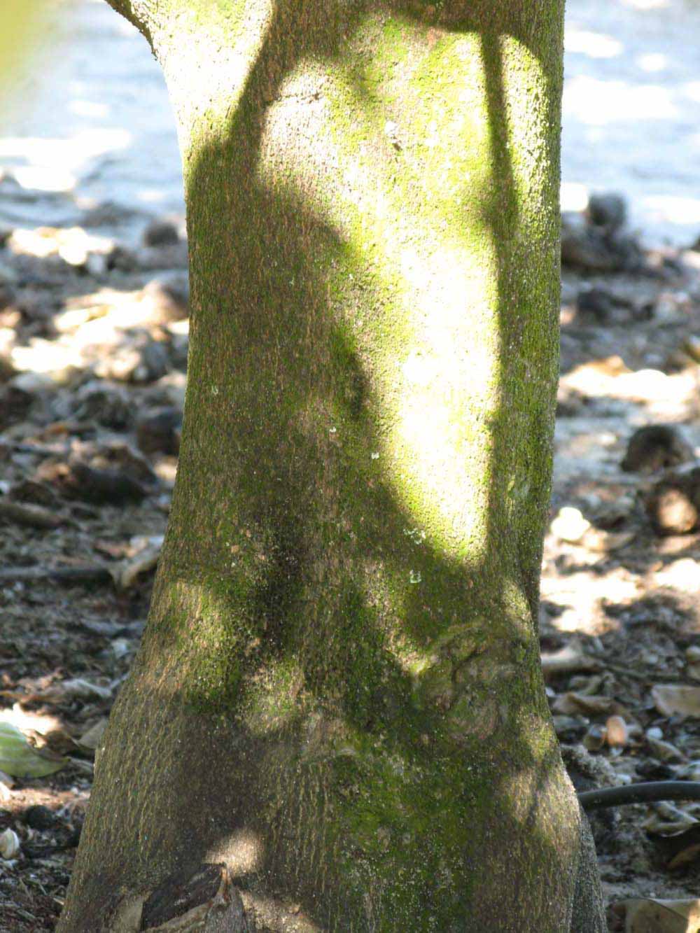              Bark (Bouquet de Fleurs, Winter Haven, FL)       